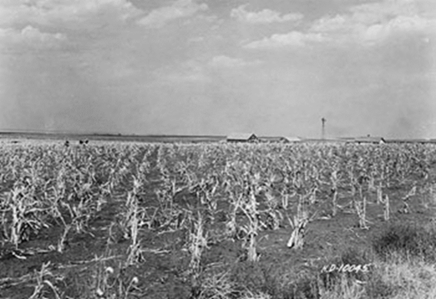 Figure 11.14 Drought-stricken cornfield near Minot, ND, 1929. (ND State Historical Society)